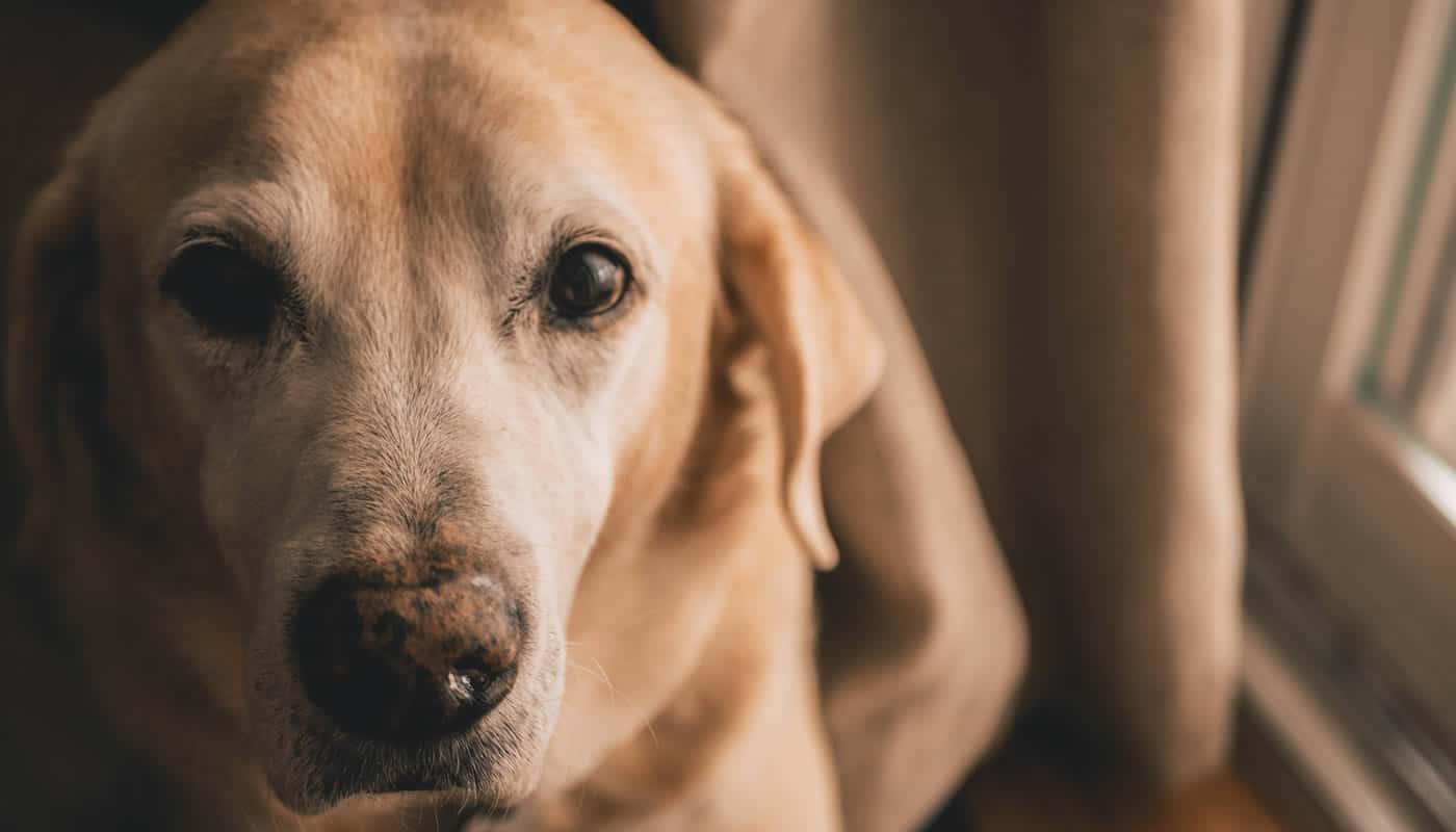 Comprar ração para Labrador