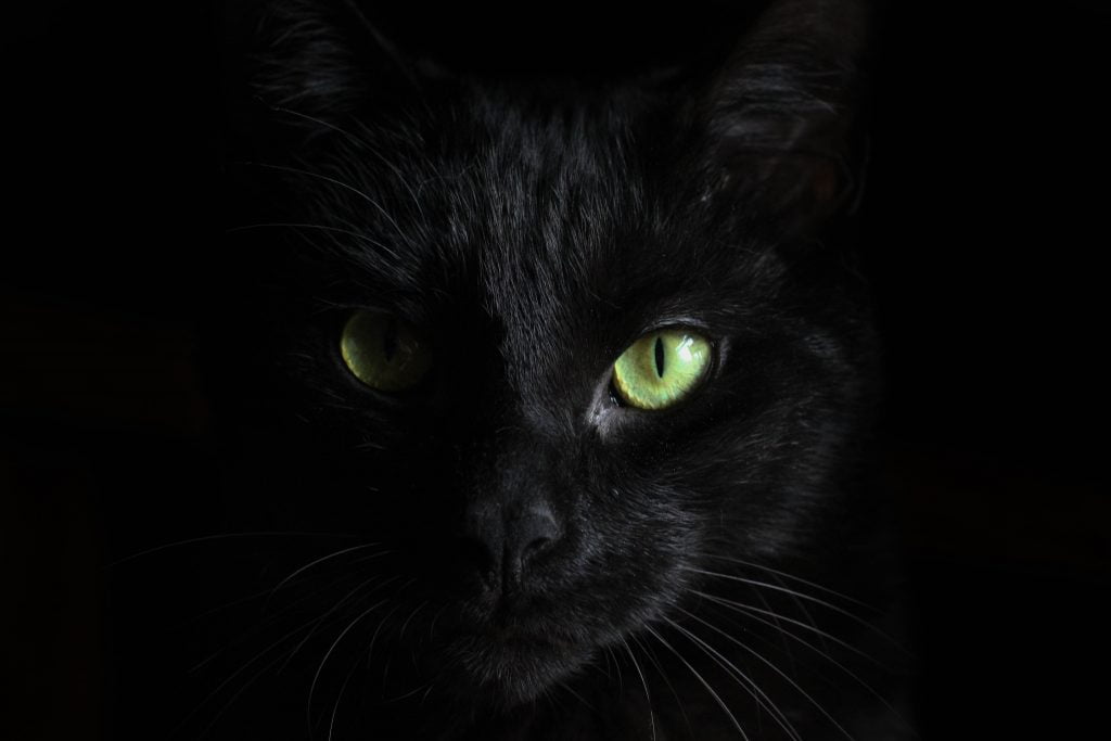 Gato preto com os olhos amarelos
