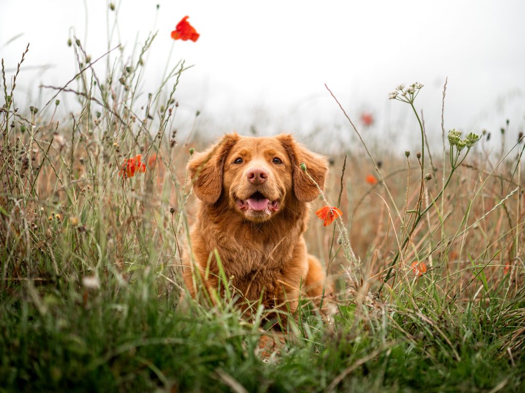 Cachorro marrom deitado entre grama e flores, protegido com o melhor remédio para carrapato