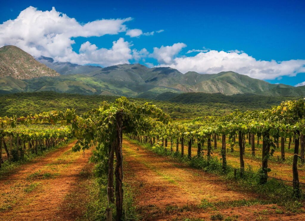 Vinhedos para a produção dos melhores vinhos argentinos, e montanhas ao fundo.