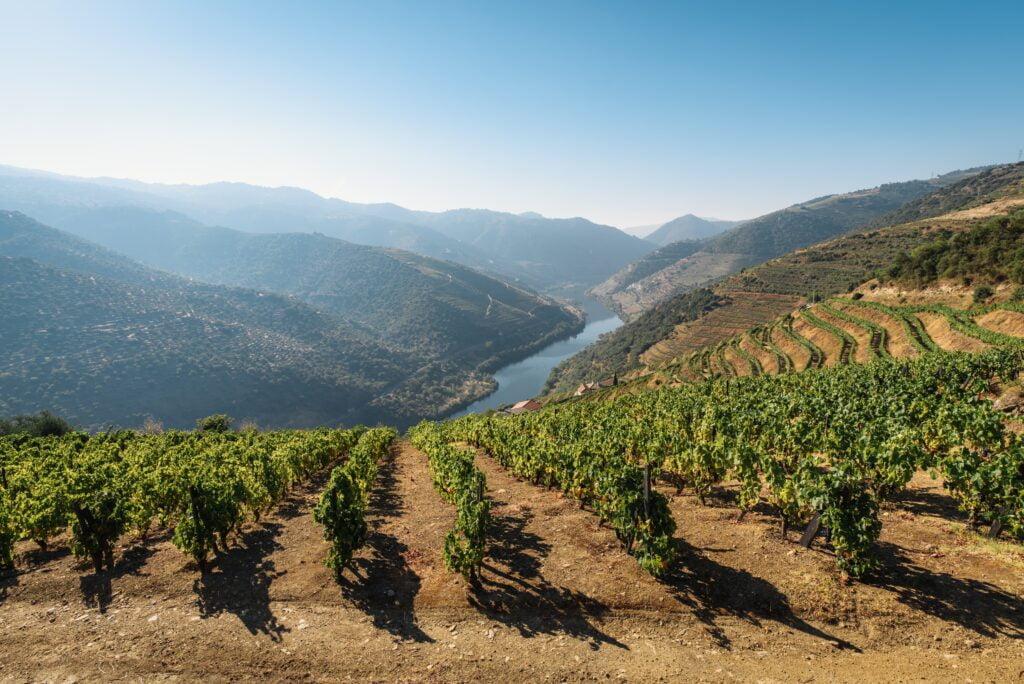Vinhedos dos melhores vinhos portugueses e um rio no fundo.